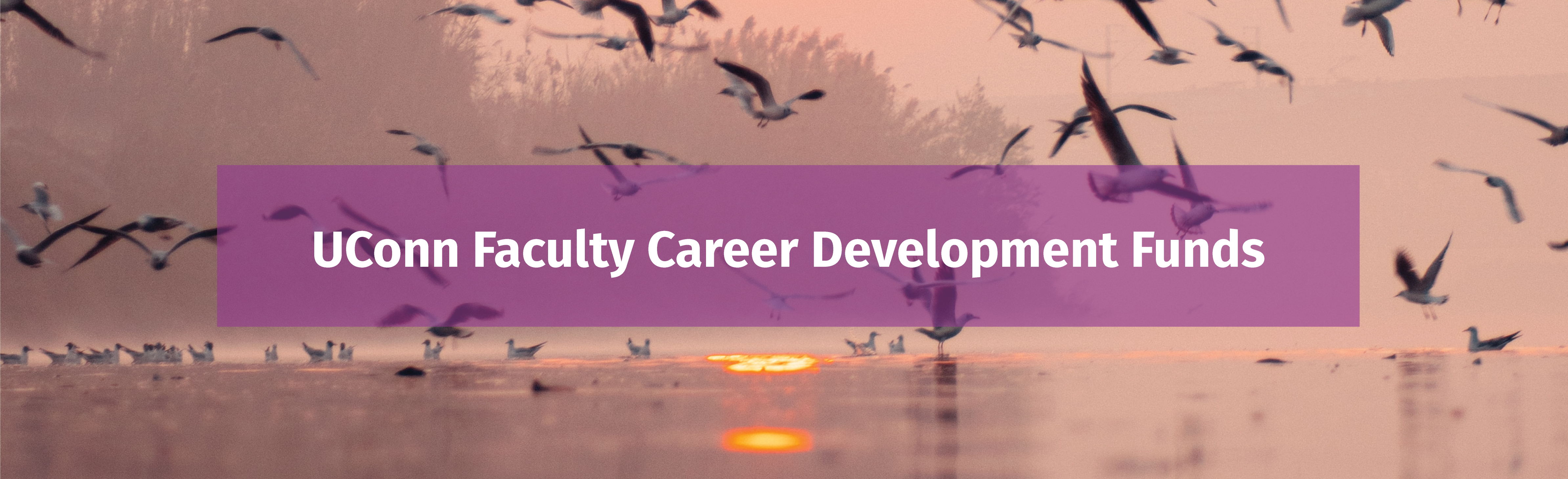 Faculty Career Development Funds