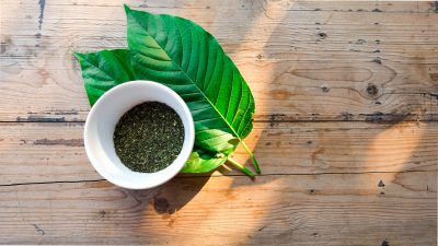 Kratom powder in white bowl on kratom leaf (Mitragyna speciosa)